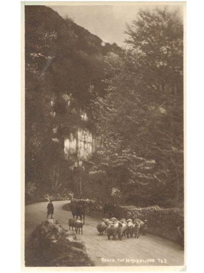 View of sheep under the Wyndcliffe - a postcard of perhaps the 1920s